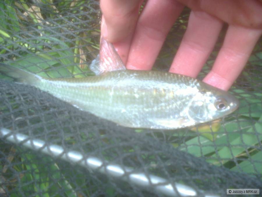 rybka