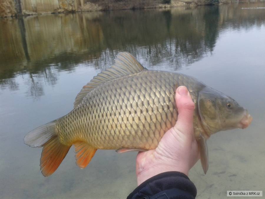 dnesšní kapr 40 cm