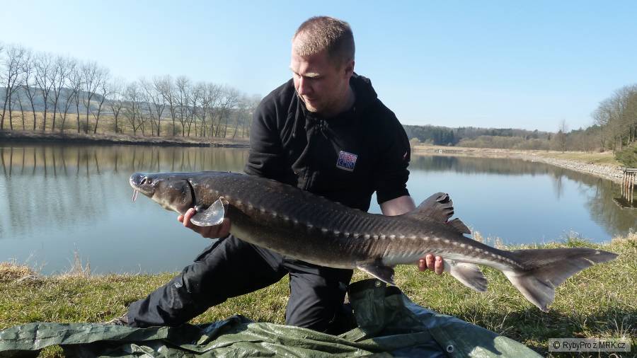 Jeseter Jadranský 17 kg