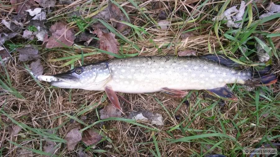 Štika 48cm - Dyje