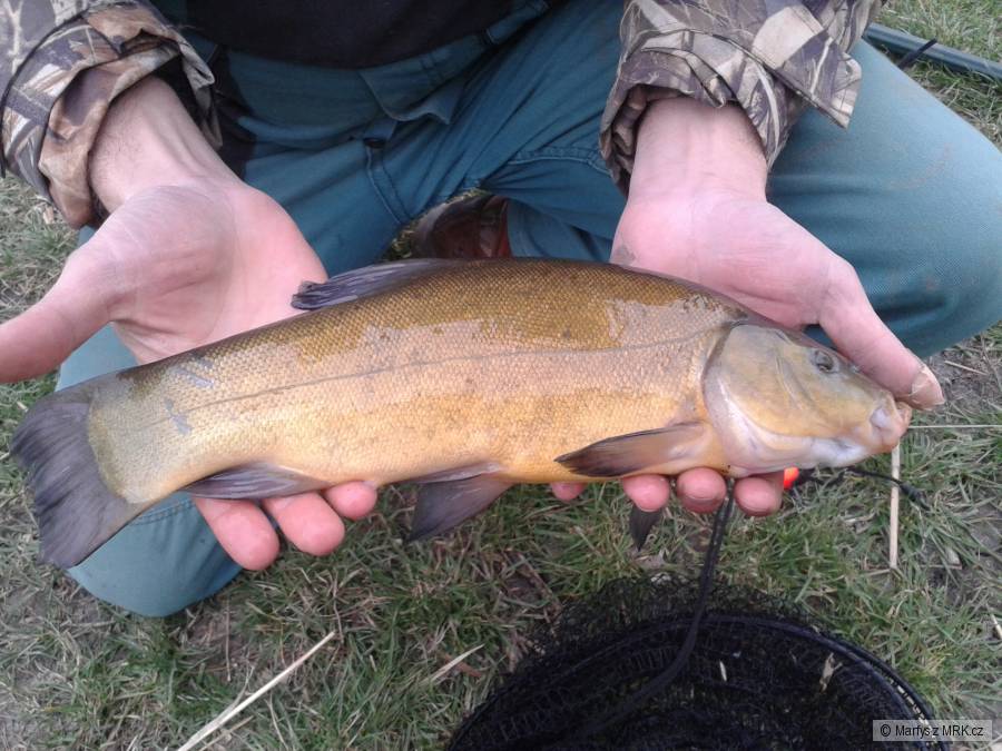 Lín Obecný 39 cm