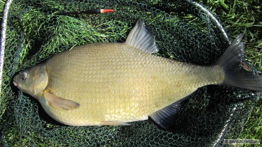 Pleskáč 65cm