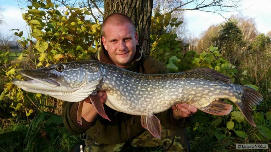 štika 91cm
