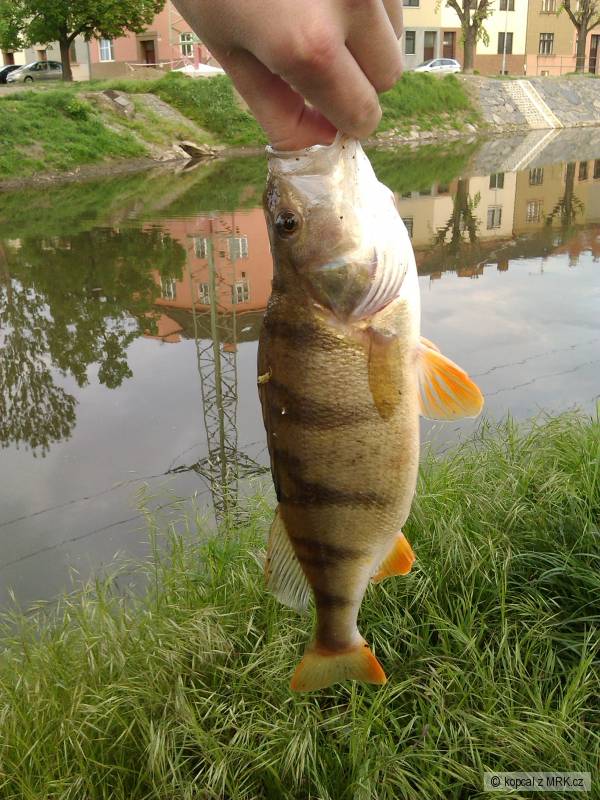 Okoun 33cm