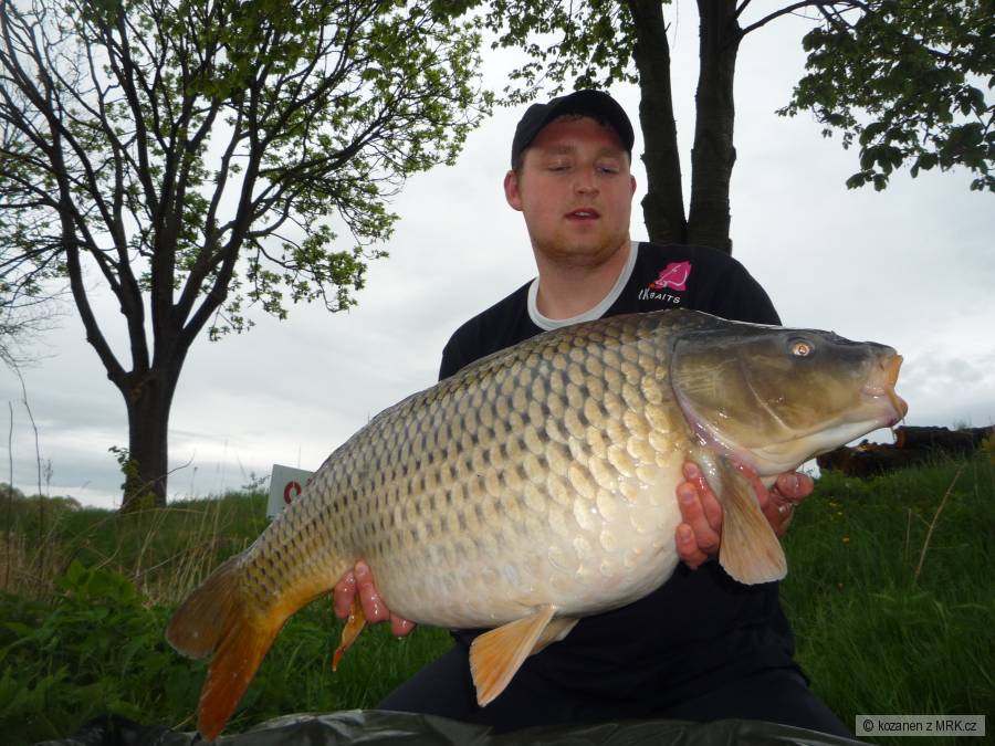 Kapr 90 cm - 16,50 kg