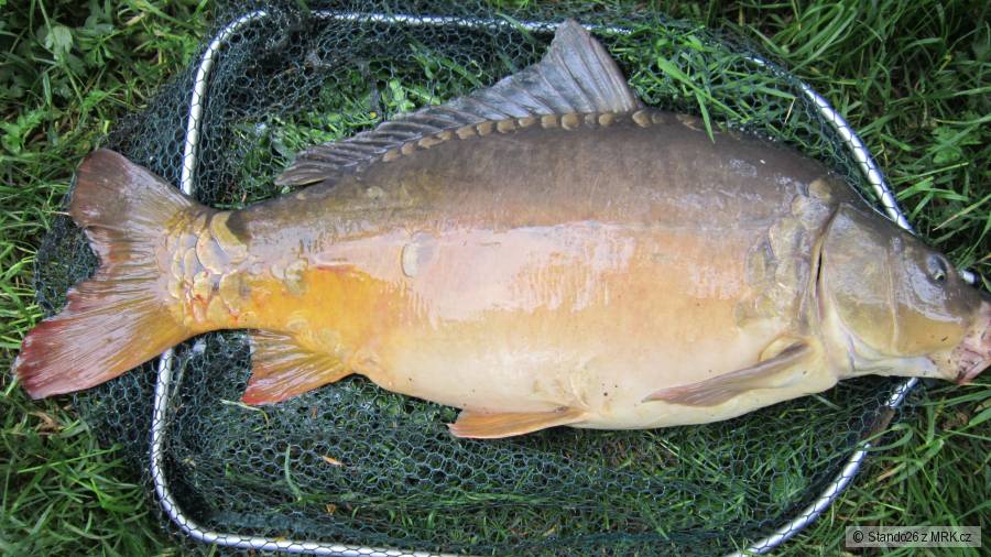Lisec 82cm 12kg