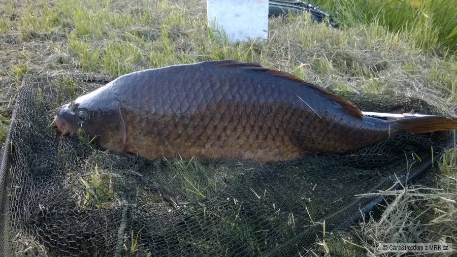 Můj svazový osobák,kapr 90cm 18kg
