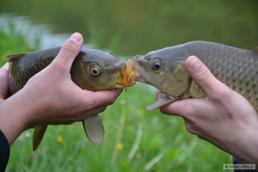 kiss