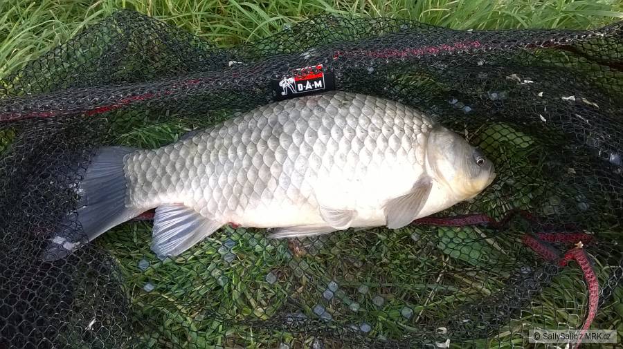 Karas 38cm