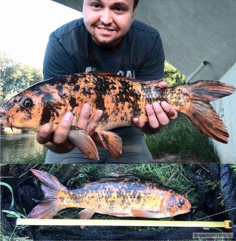 Koi 54cm na Labi