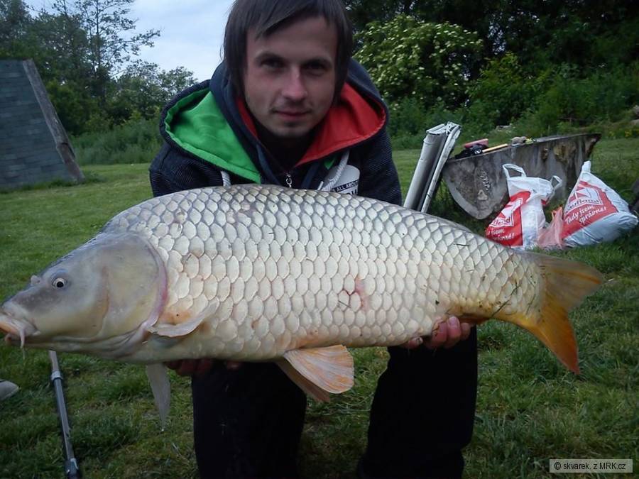 kapřík