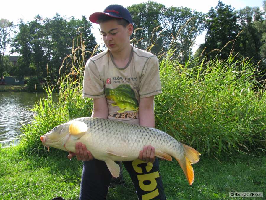 Kapr obecný 86cm a 15kg