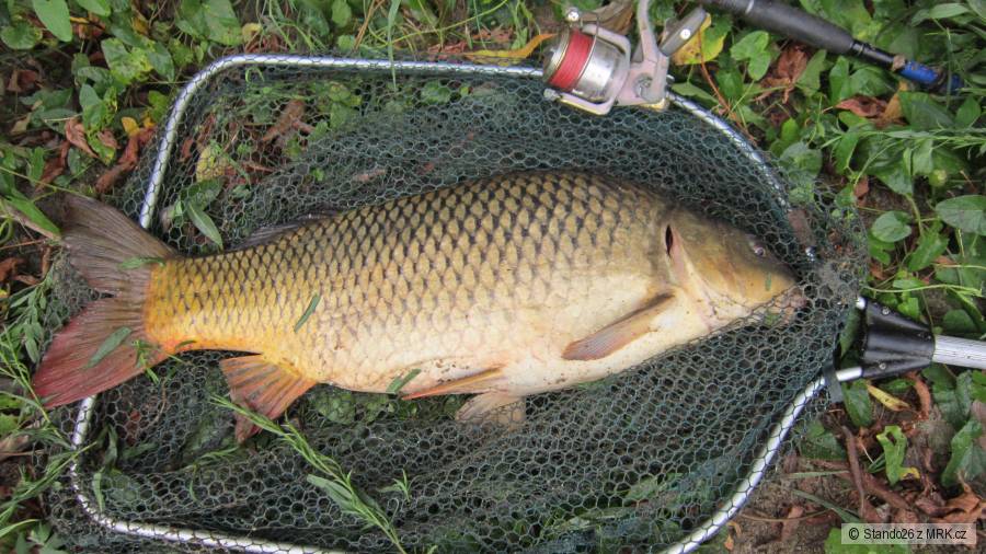 Kapor 65cm Morava.