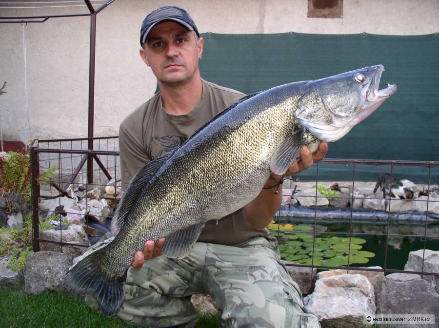 Zubáč