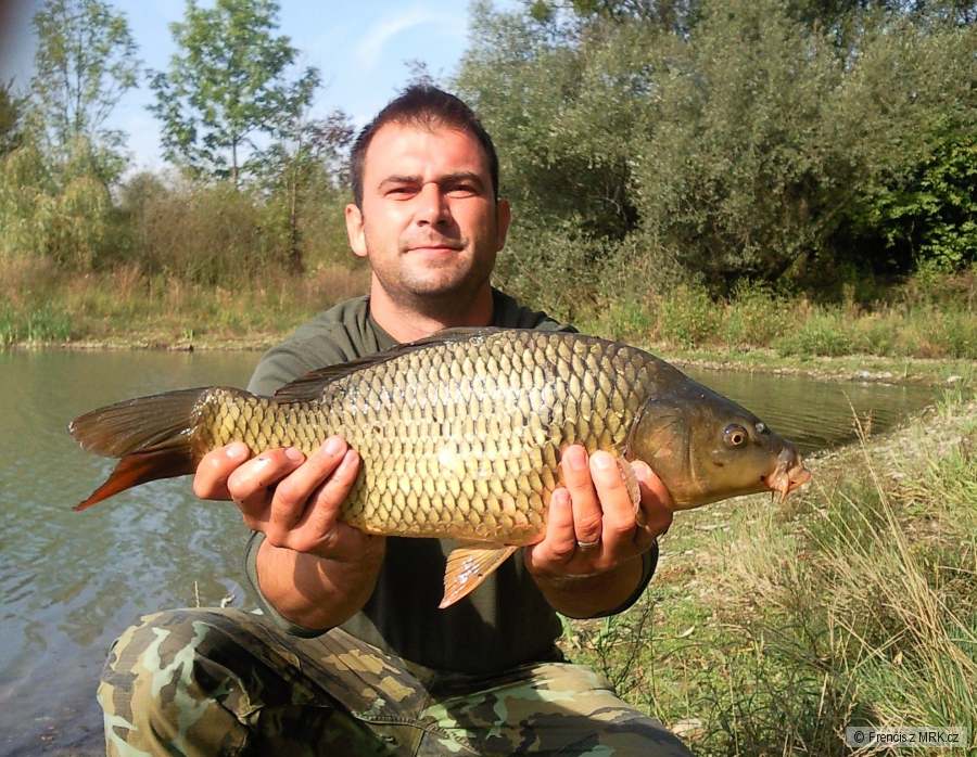 KAPŘÍK 56cm