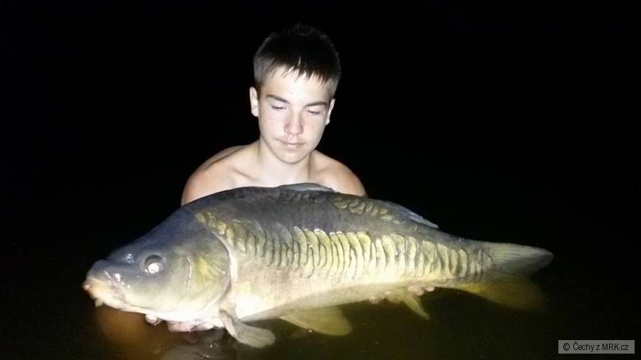 Kapr 87cm 15kg