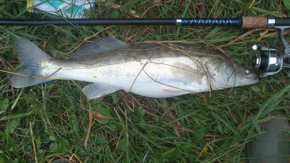 Zubáč 70 cm