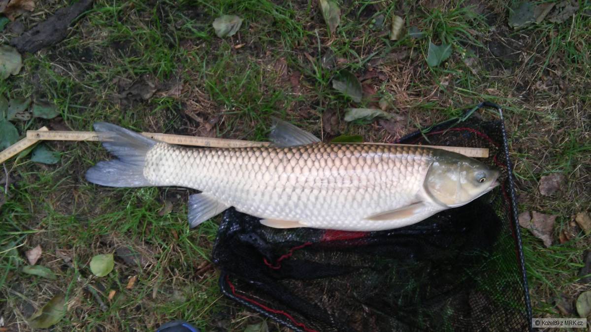 Amur 73cm