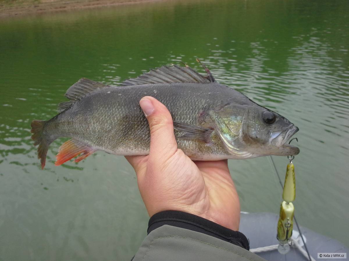 okoun 35cm