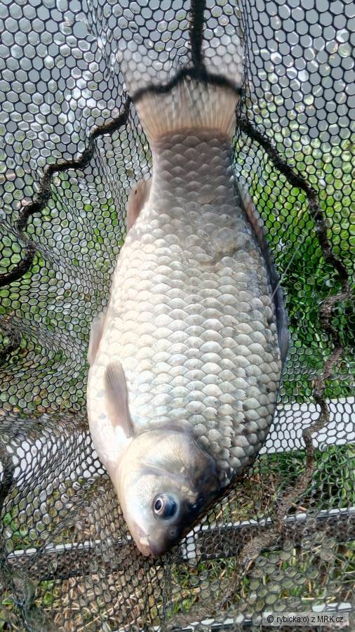 Karas st��b�it� - 1,5 kg ;-)