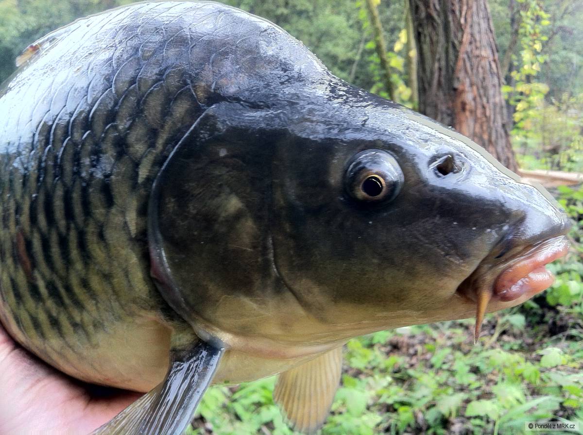 řeka běla 64cm