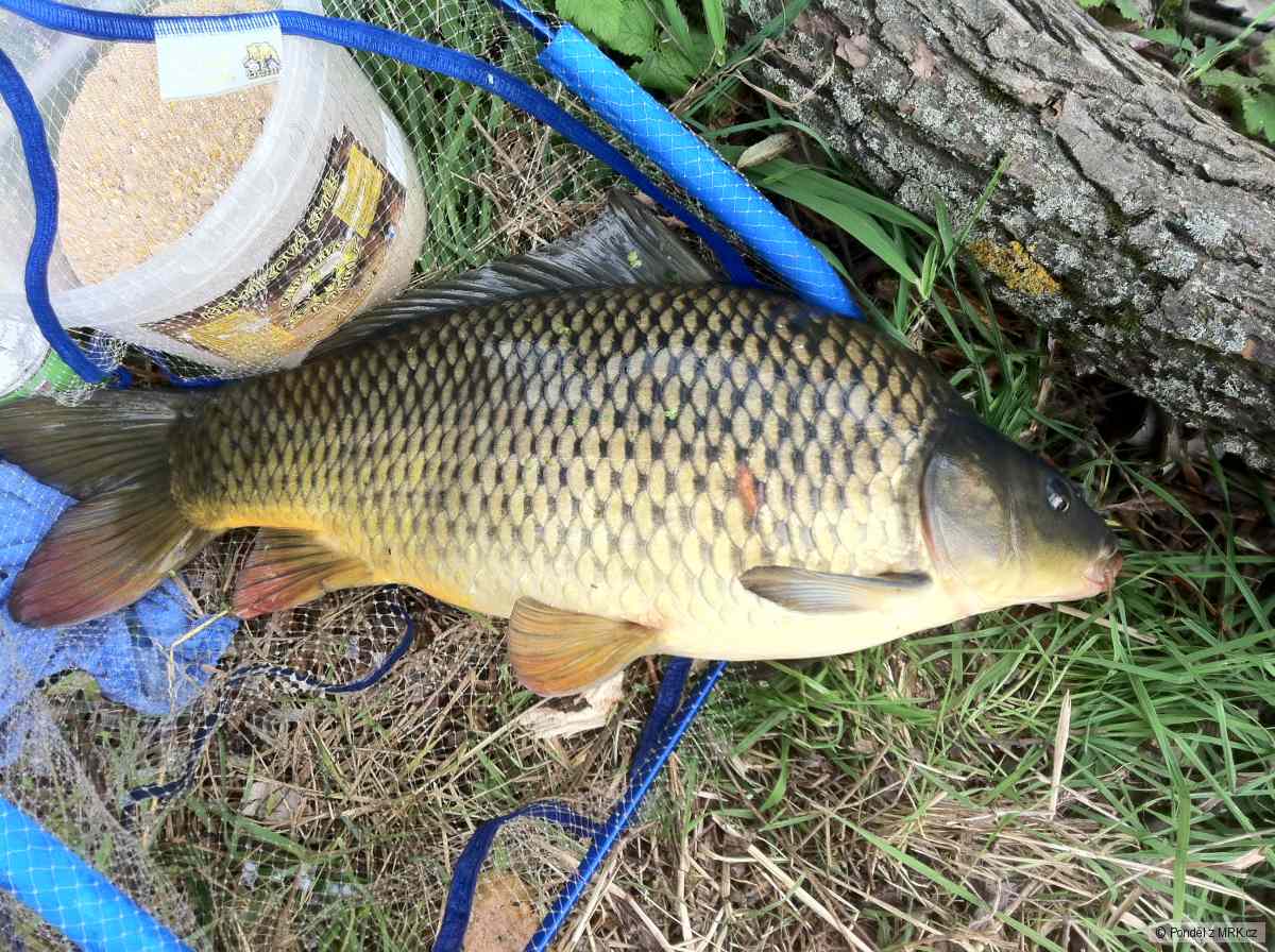 řeka běla 64cm