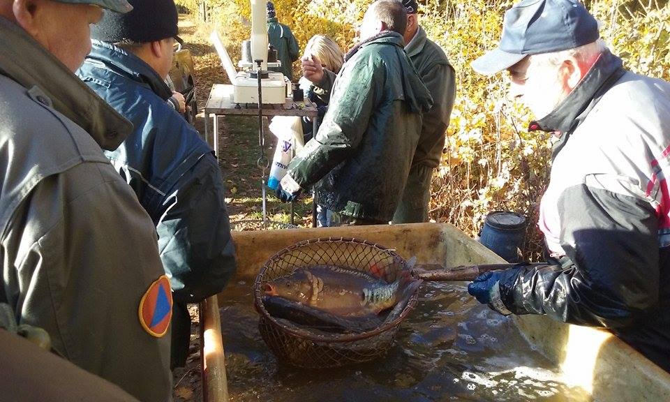 Výlov rybníku Řeka 24.10.2015