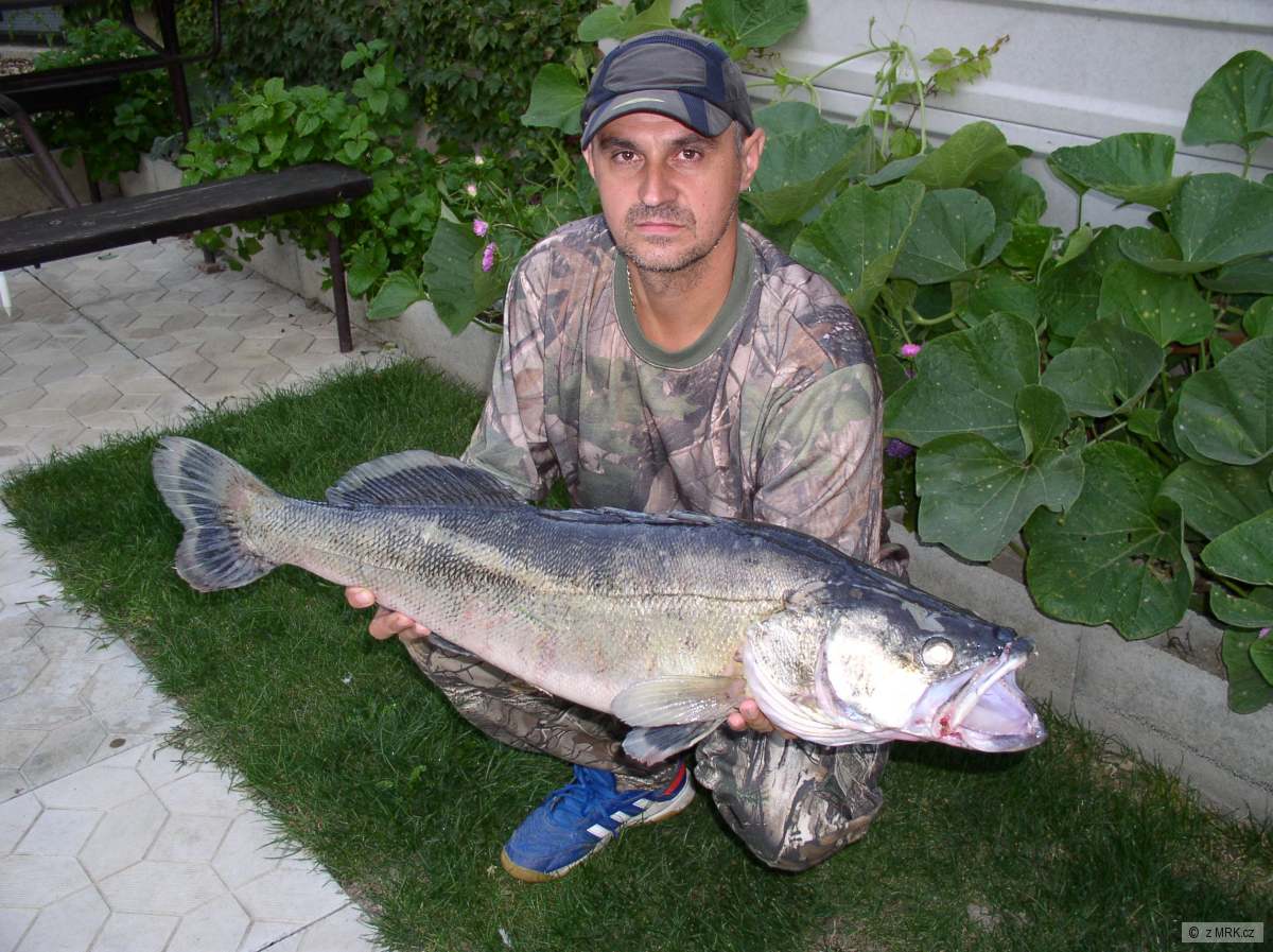 Zubáč
