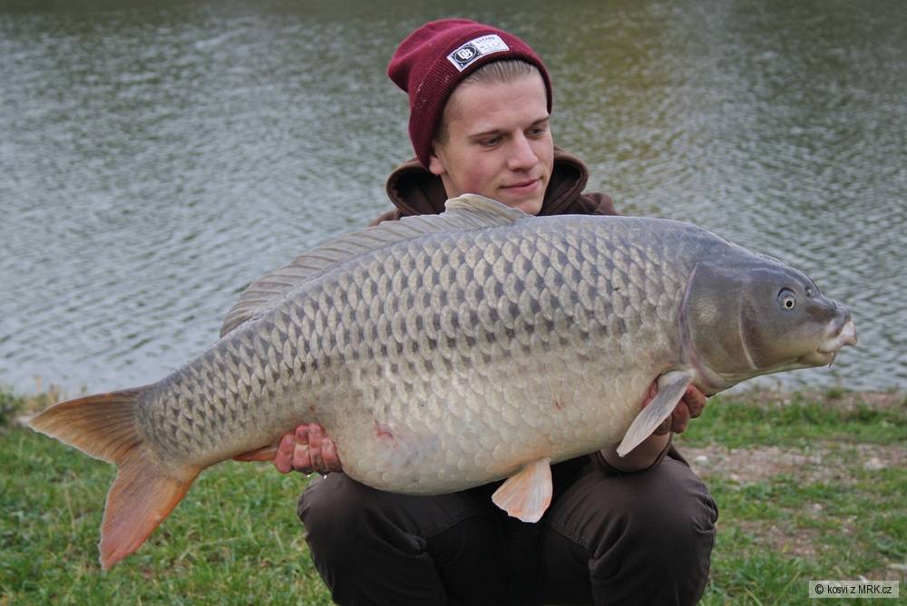 Šedivák