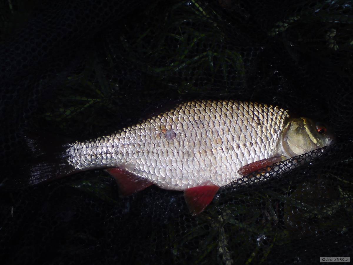 plotka 33cm