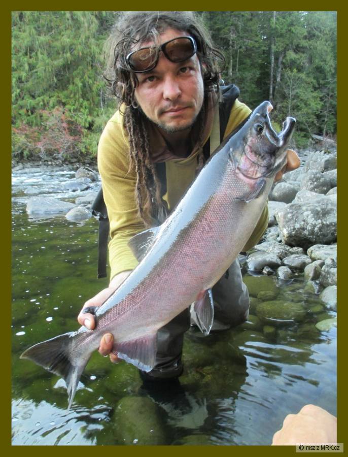 Losos Kisuč (Coho)