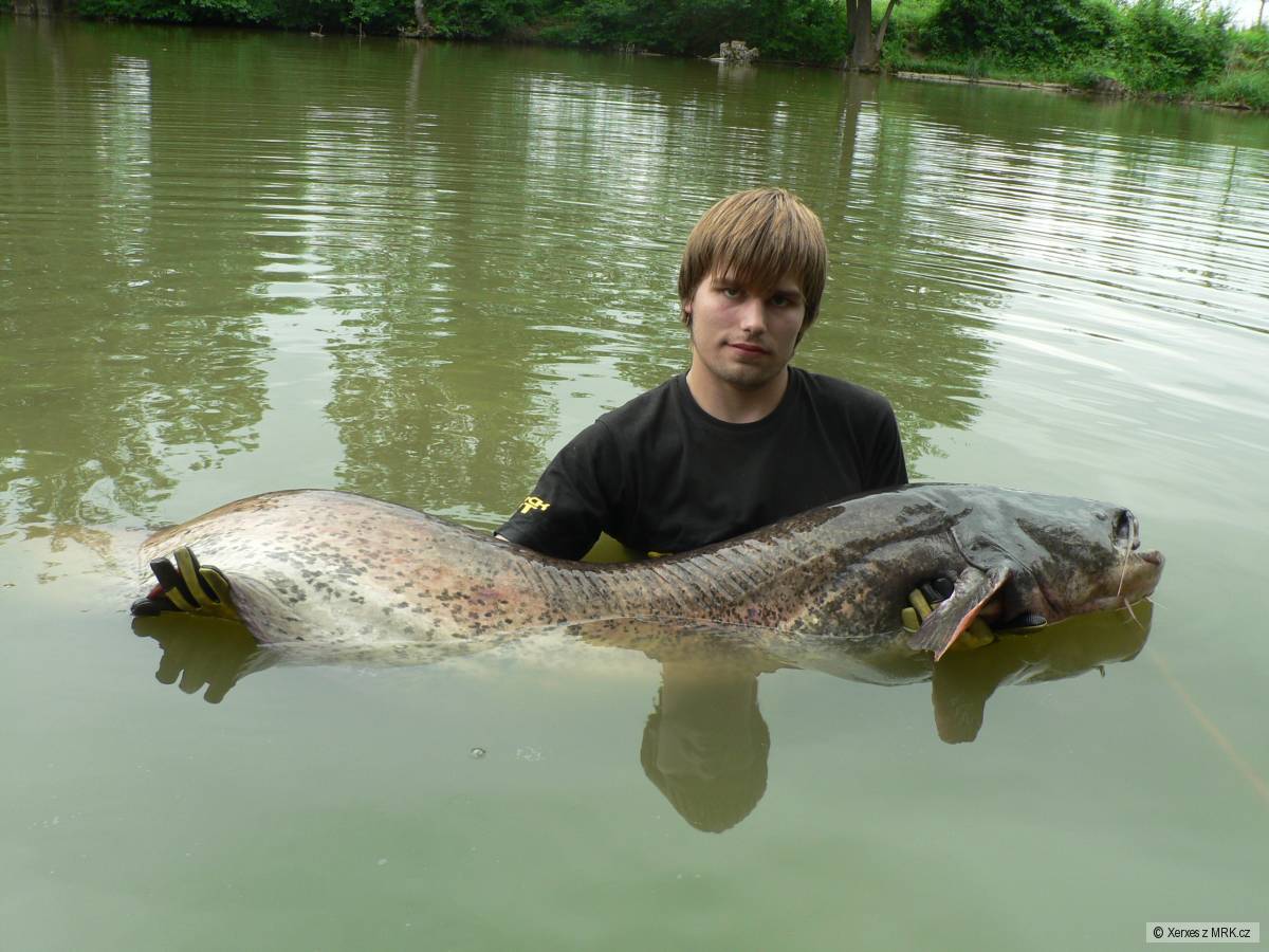 Sumec velký