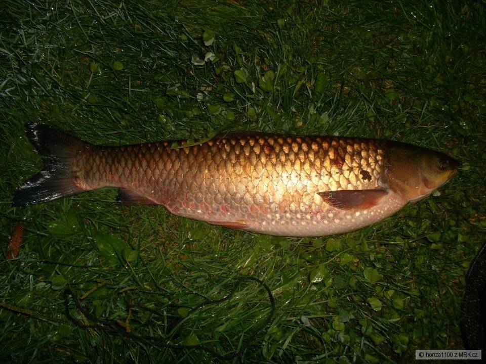 amur 76cm