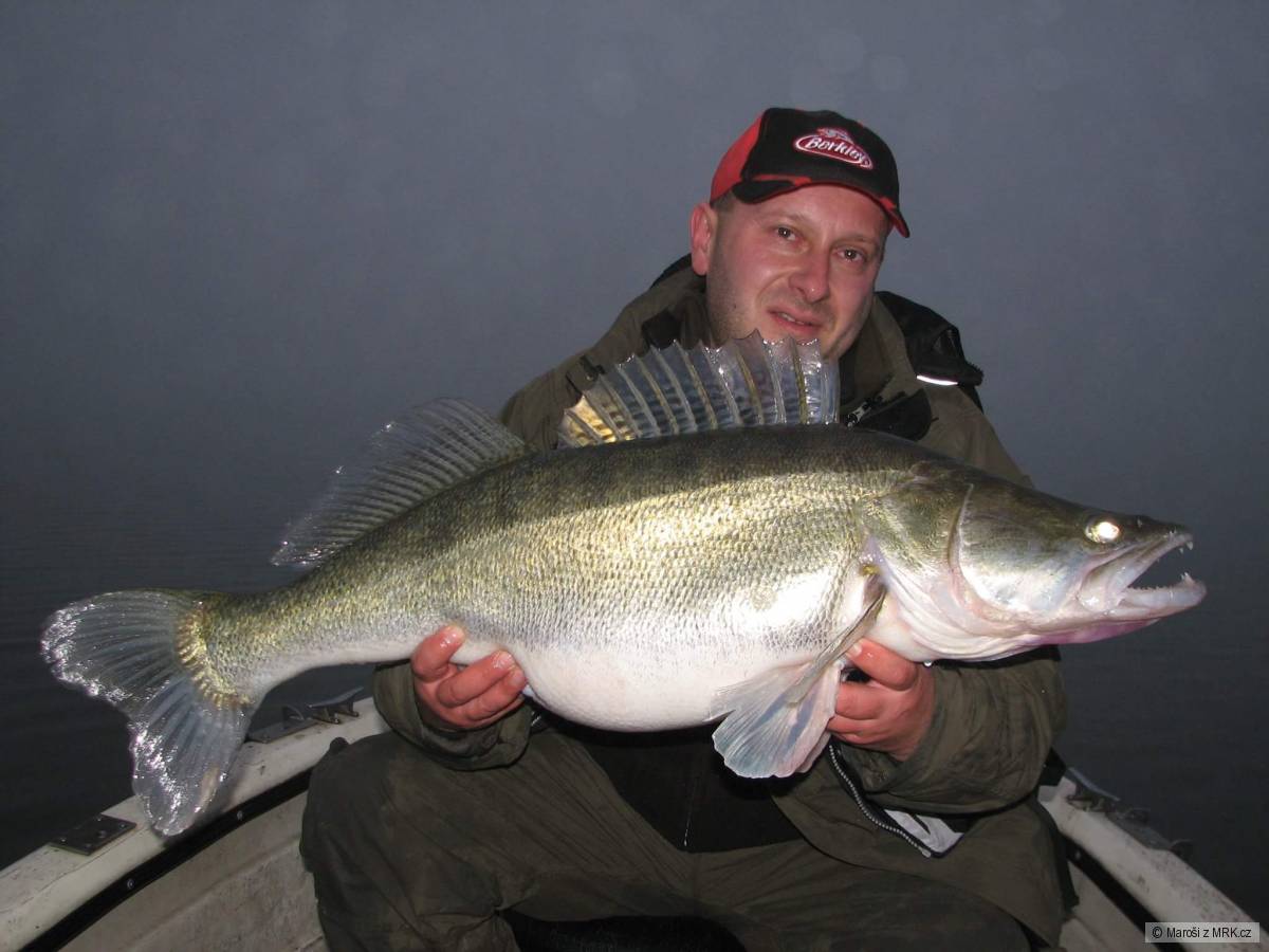 Zubáč 105cm