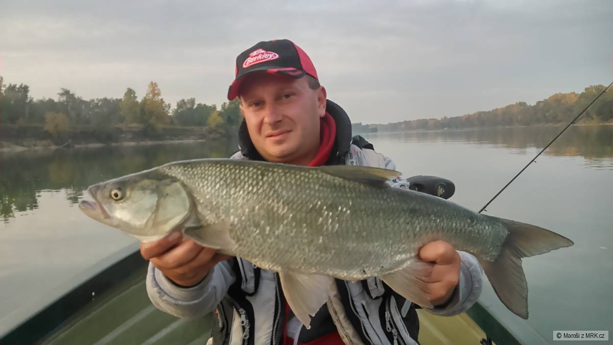 Boleň 77cm
