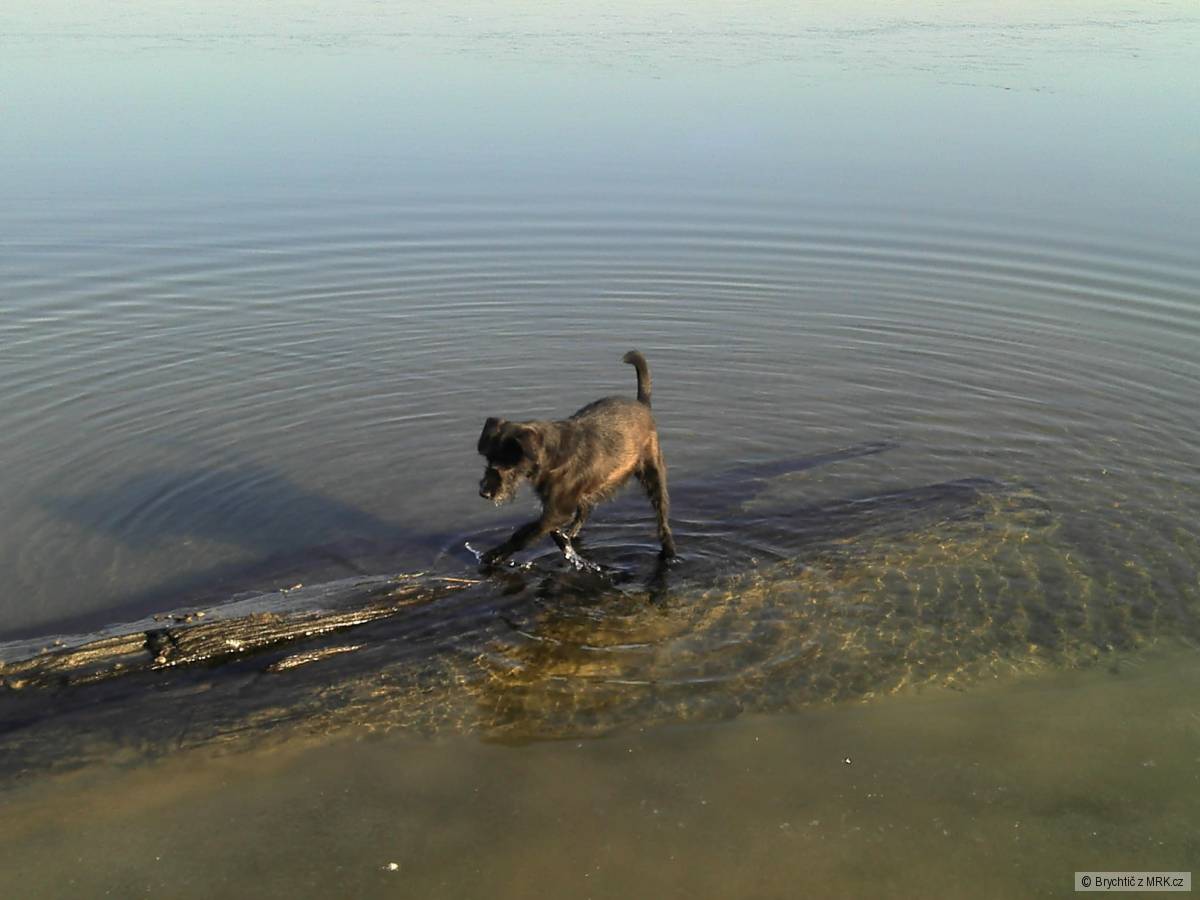 Zora