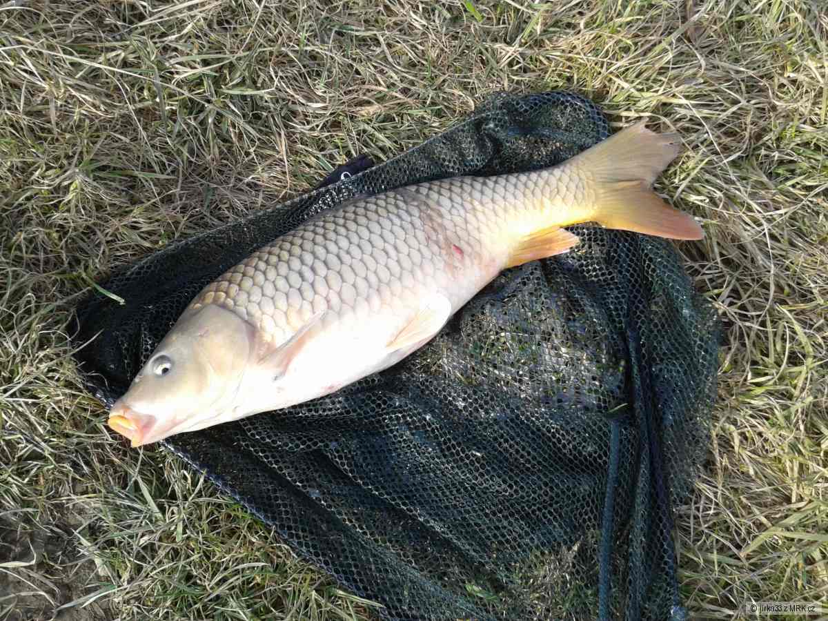 Feeder Únor