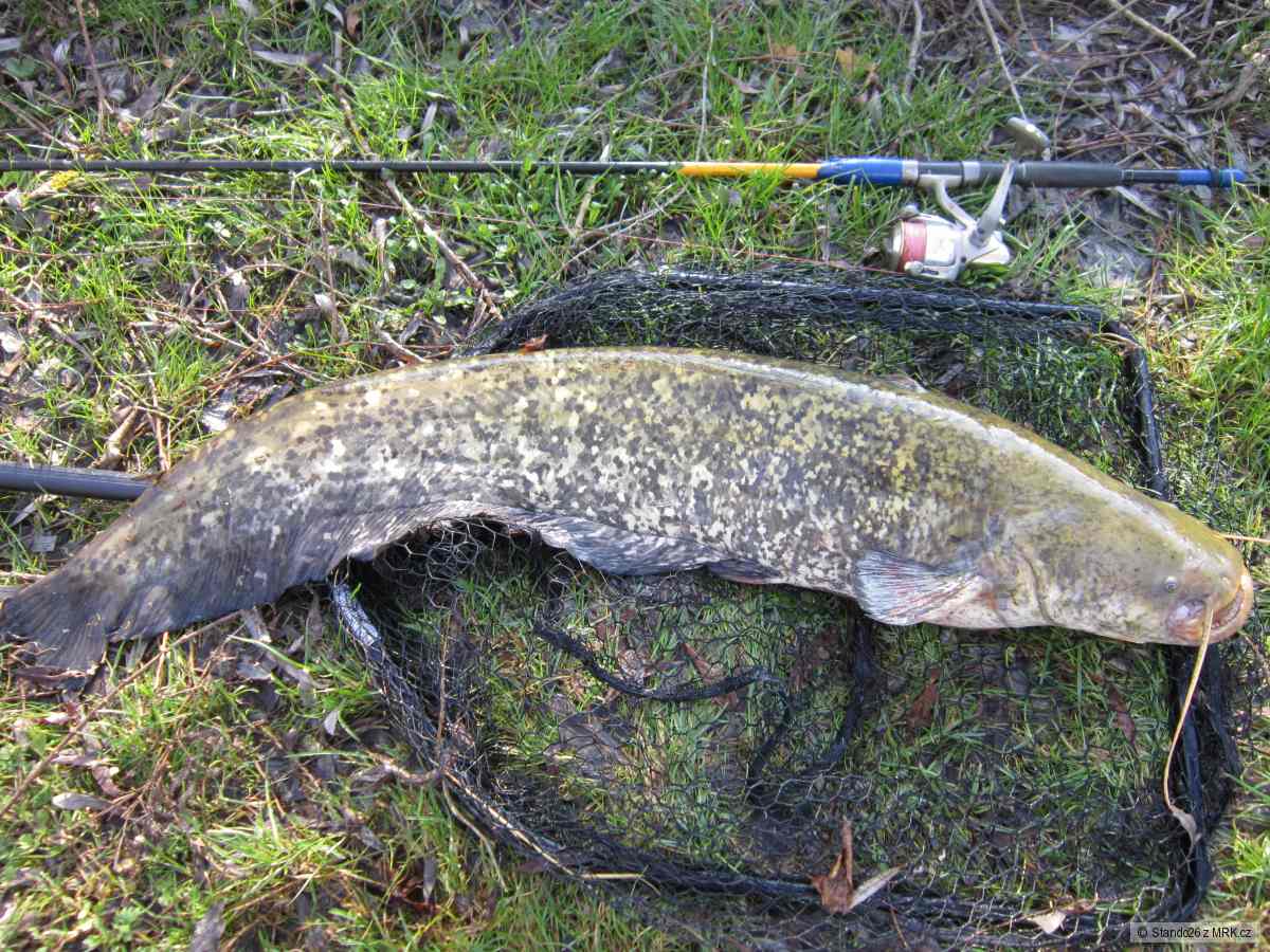 Sumec 110cm Morava.