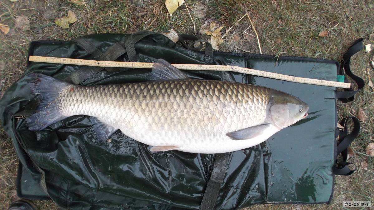 Vltava Amur 88 cm