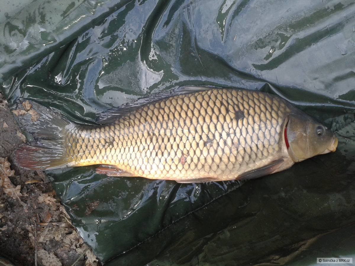 Kapr 9.3 47cm i v zimě berou ;)