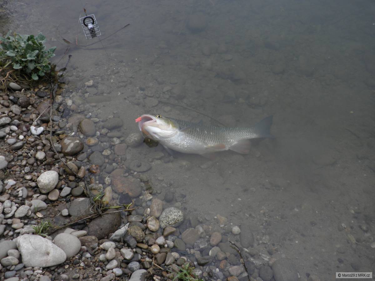 Dnešná rybačka na Feeder.