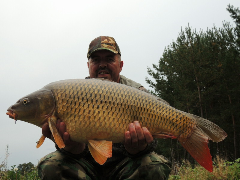 Kapr 7,5 kg