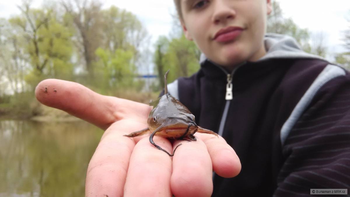 Sumeček Americký na feeder