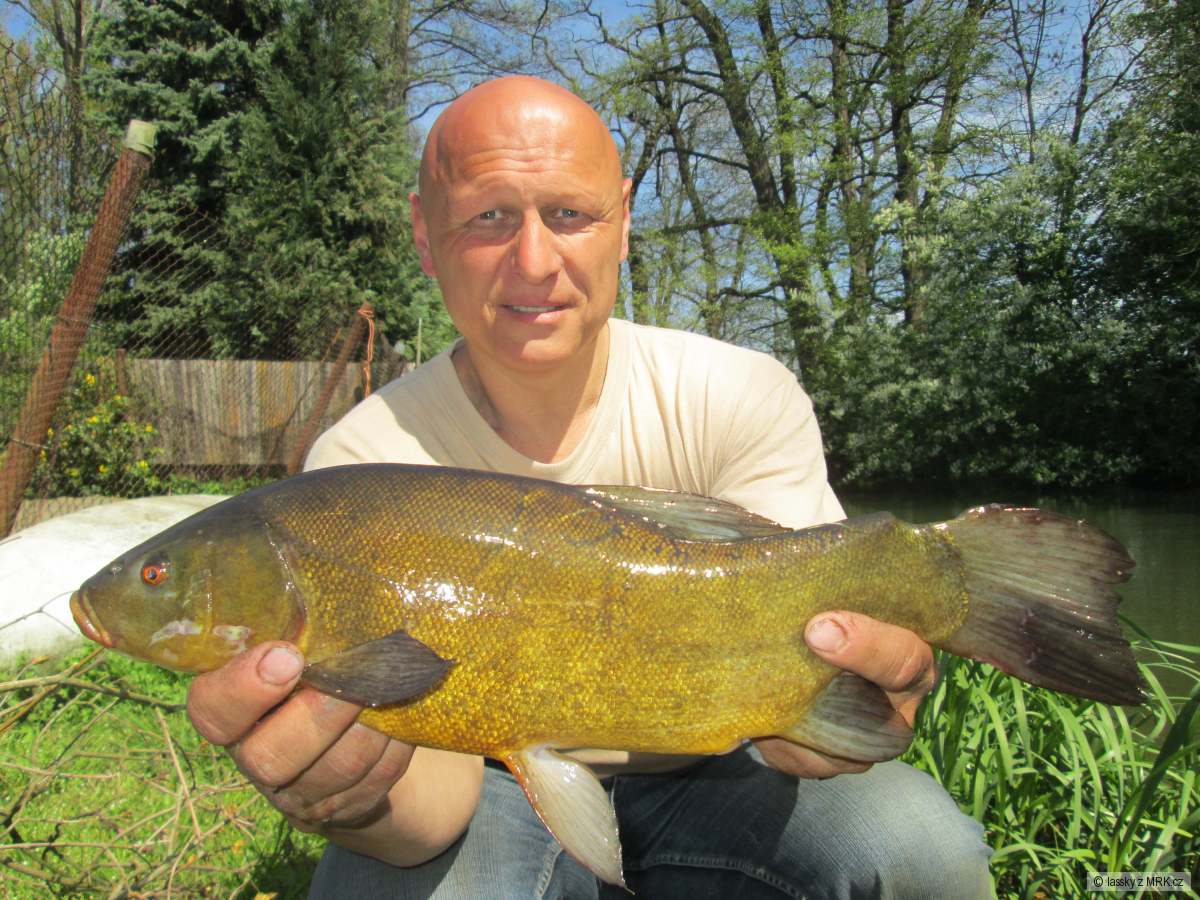 Lín obecný 46cm