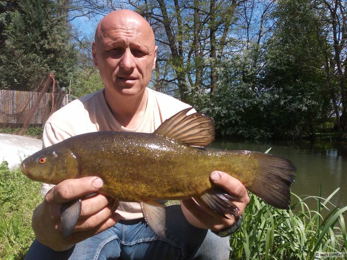 Lín obecný 44cm