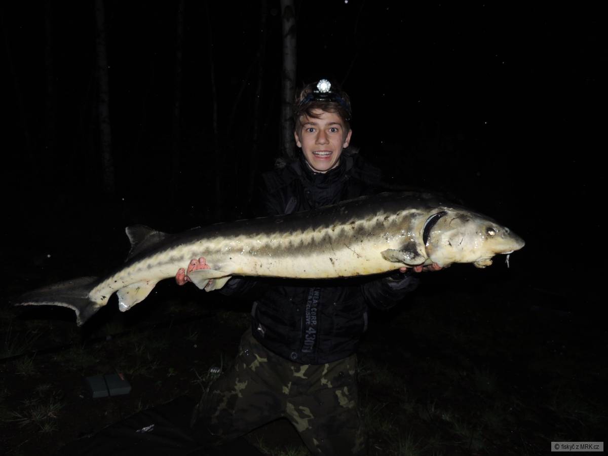 jesater 114cm a 9.36kg