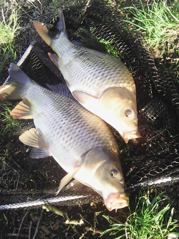 Double