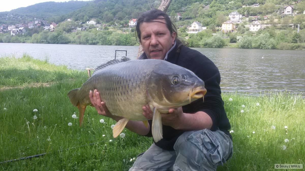 Kapr 14,80kg Labe