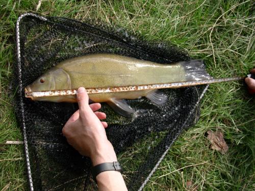 l�n 46 cm,  1,2 kg
