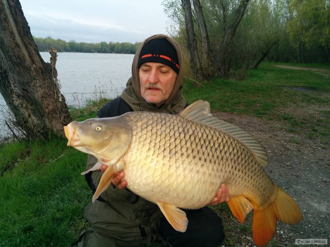 90 cm a 14.50kg